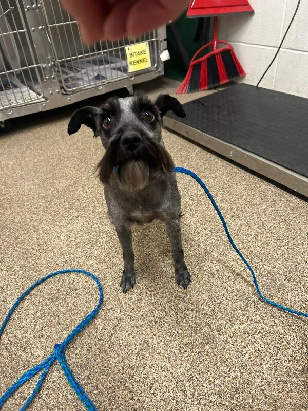 Picture of the Animal Listed