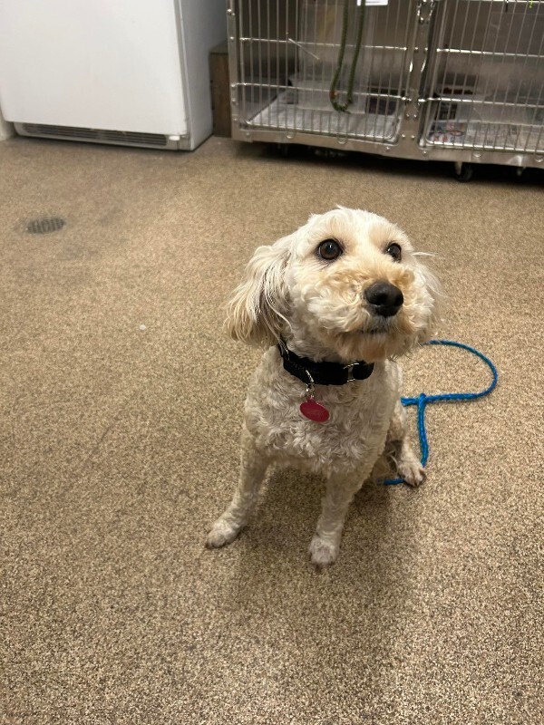 Picture of the Animal Listed