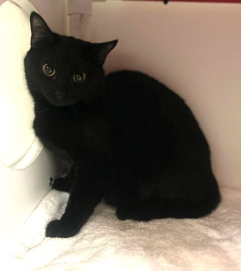 Picture of the Animal Listed