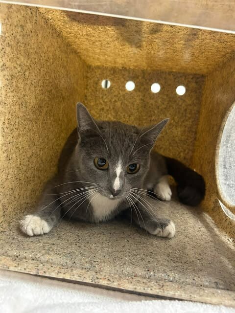 Picture of the Animal Listed