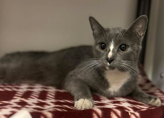 Picture of the Animal Listed