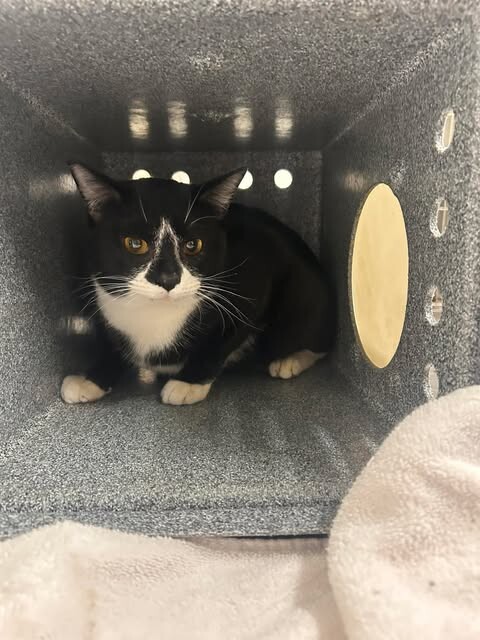 Picture of the Animal Listed