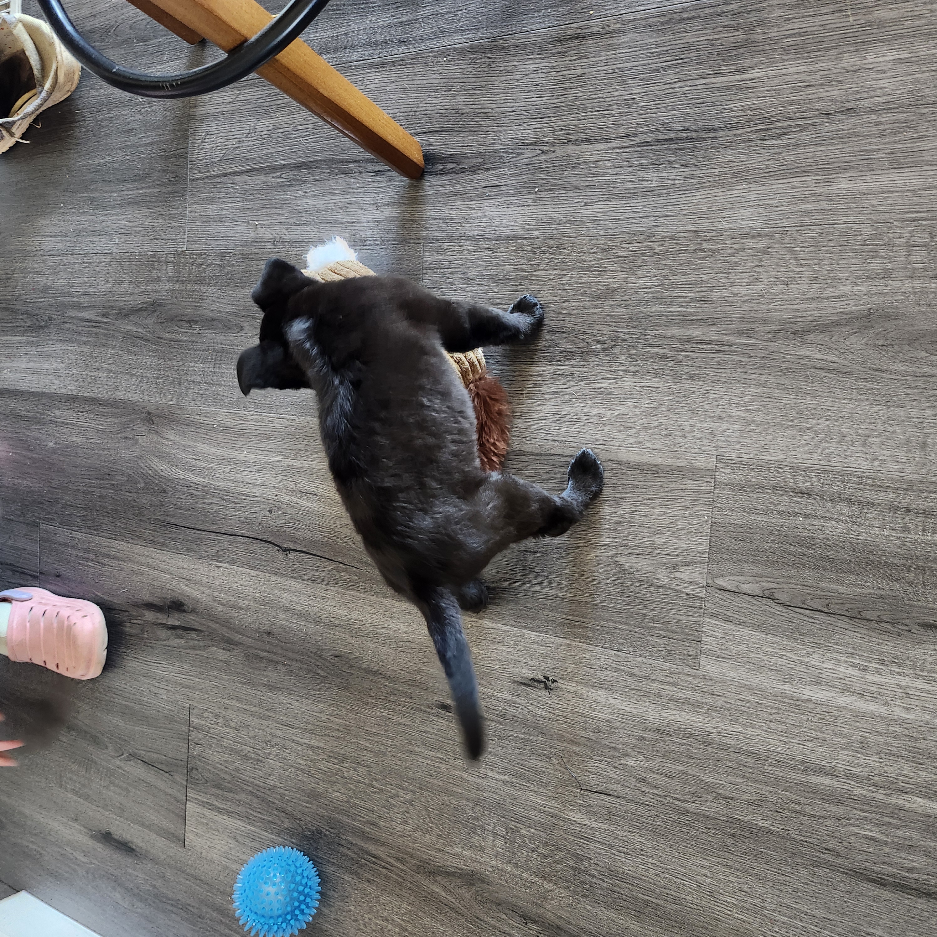 Picture of the Animal Listed