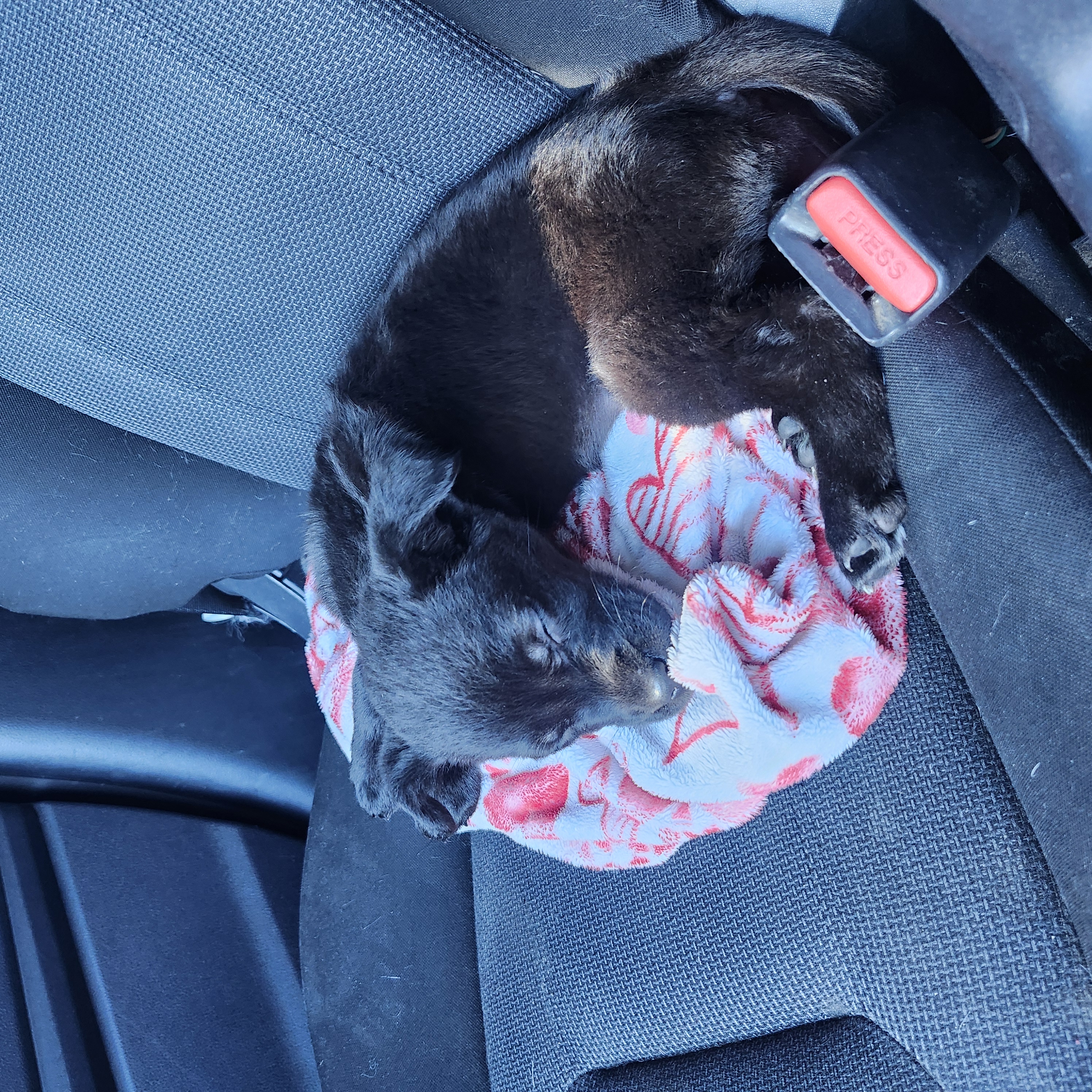 Picture of the Animal Listed