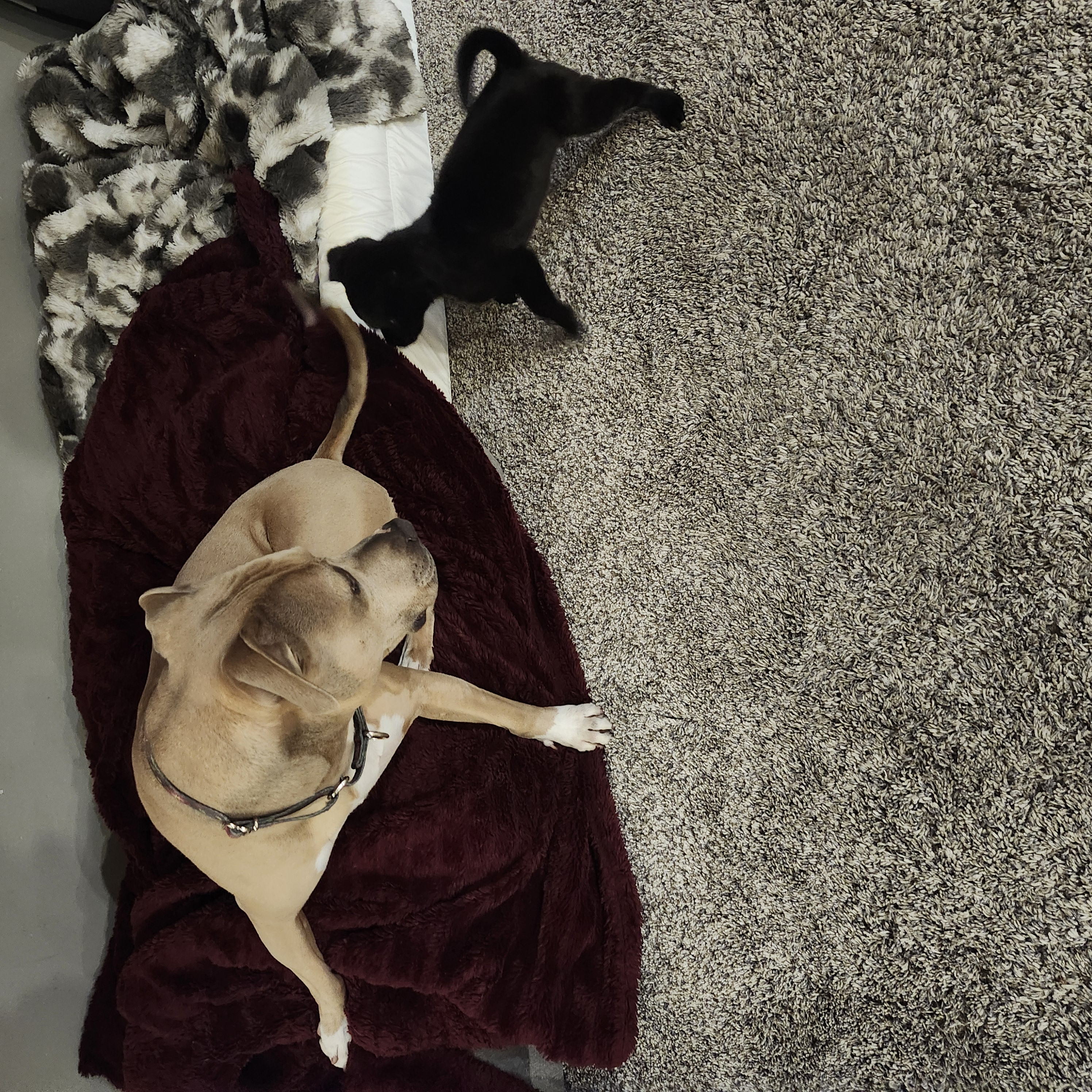 Picture of the Animal Listed