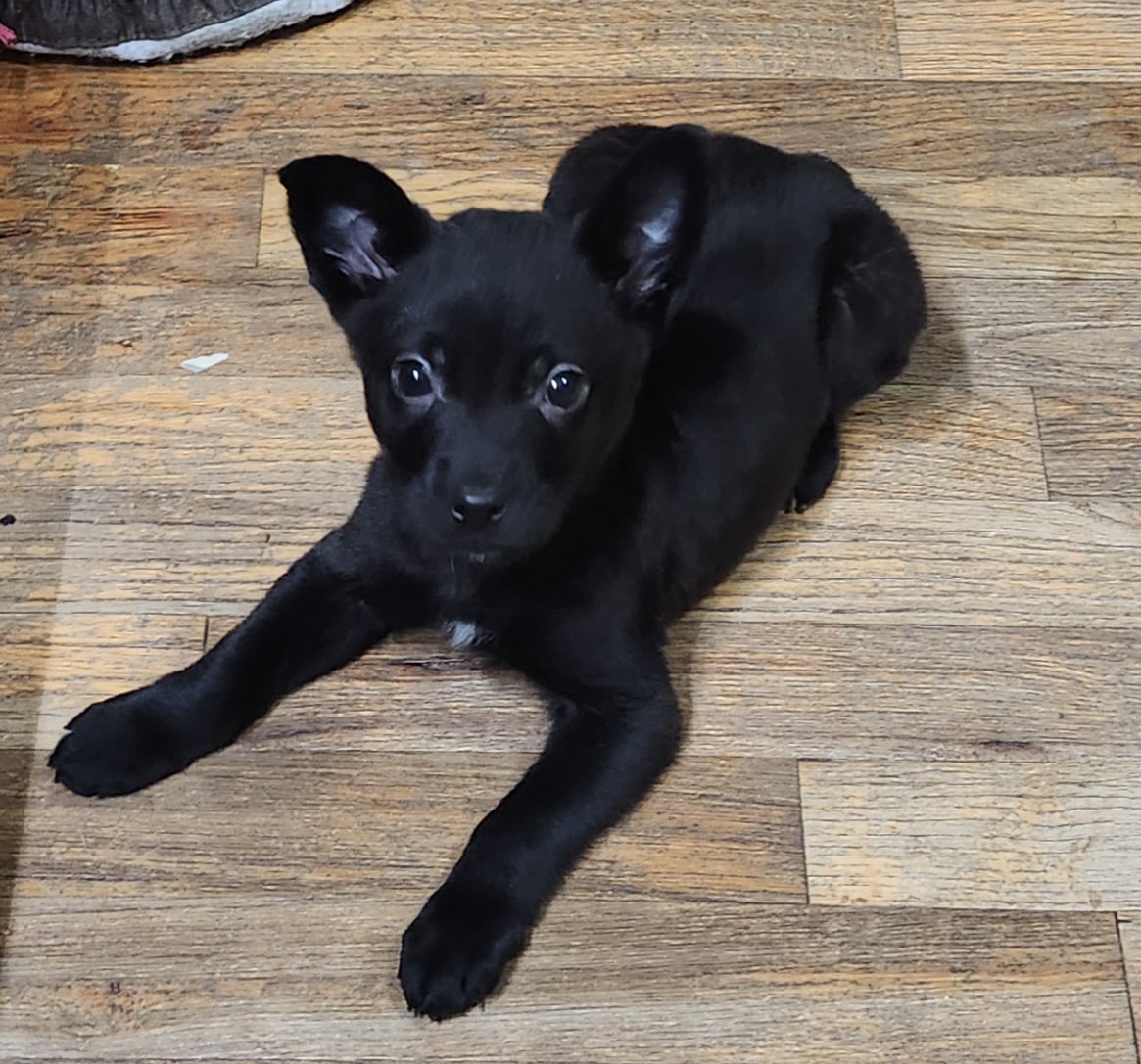 Picture of the Animal Listed