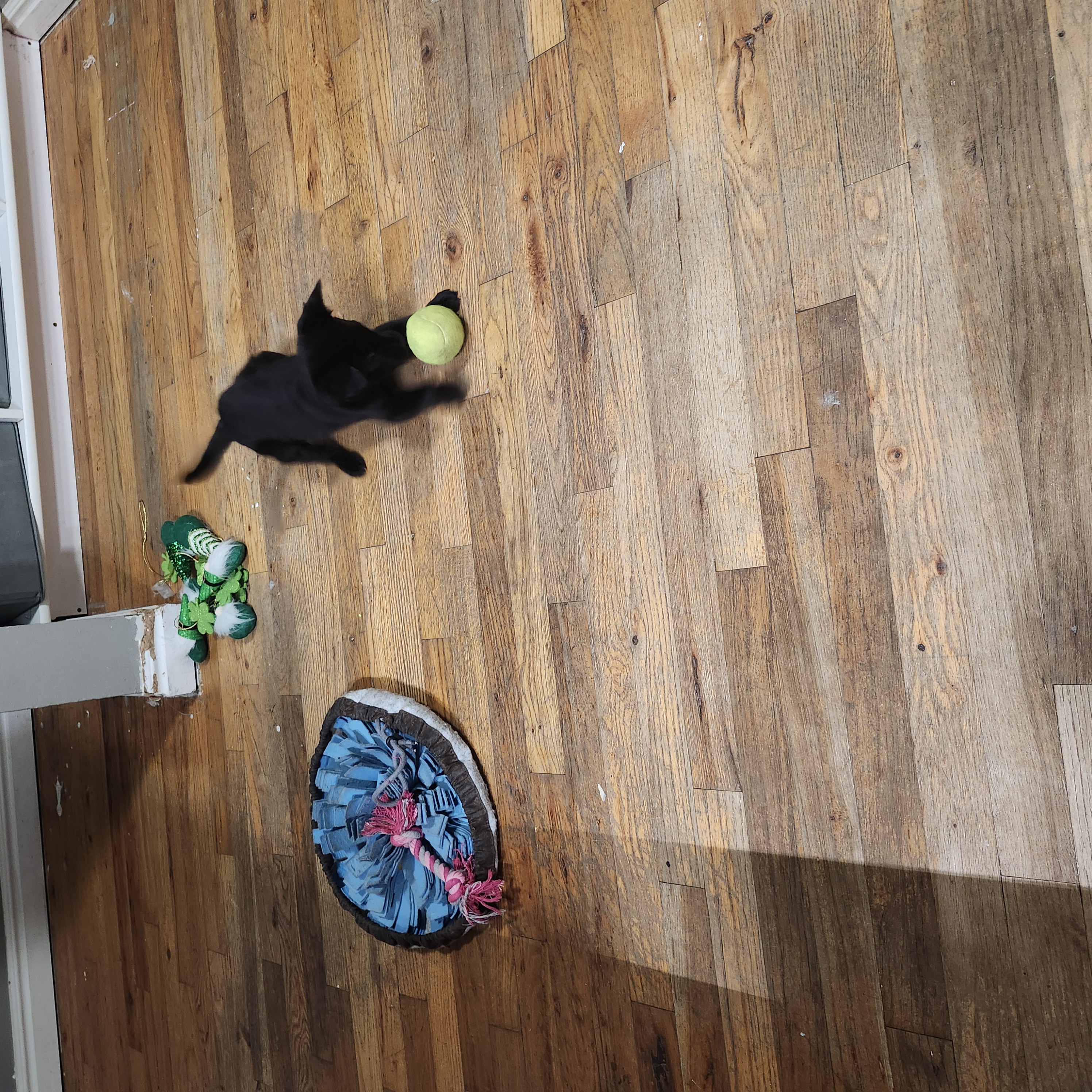 Picture of the Animal Listed