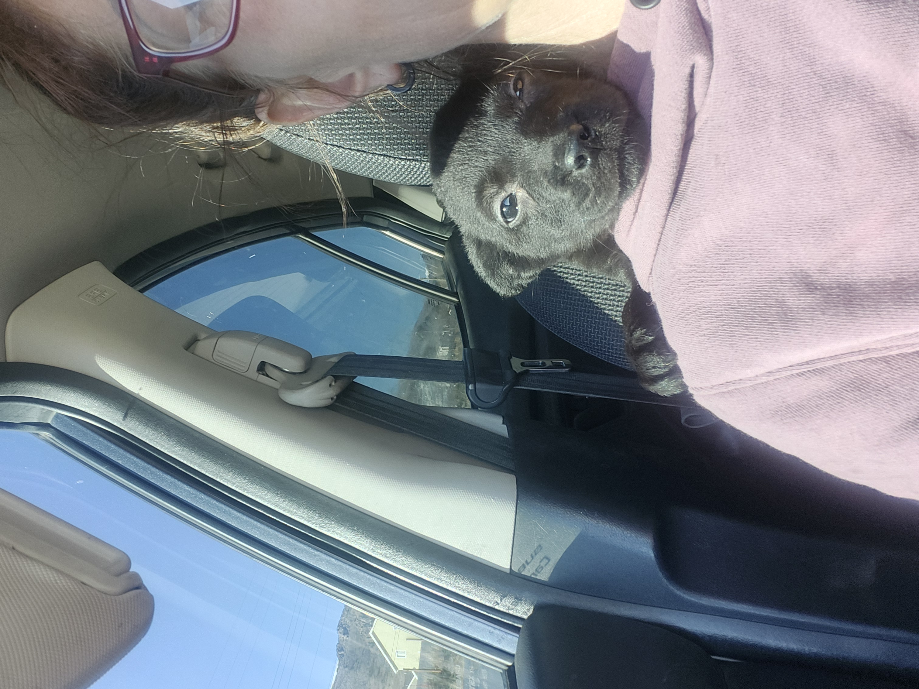 Picture of the Animal Listed