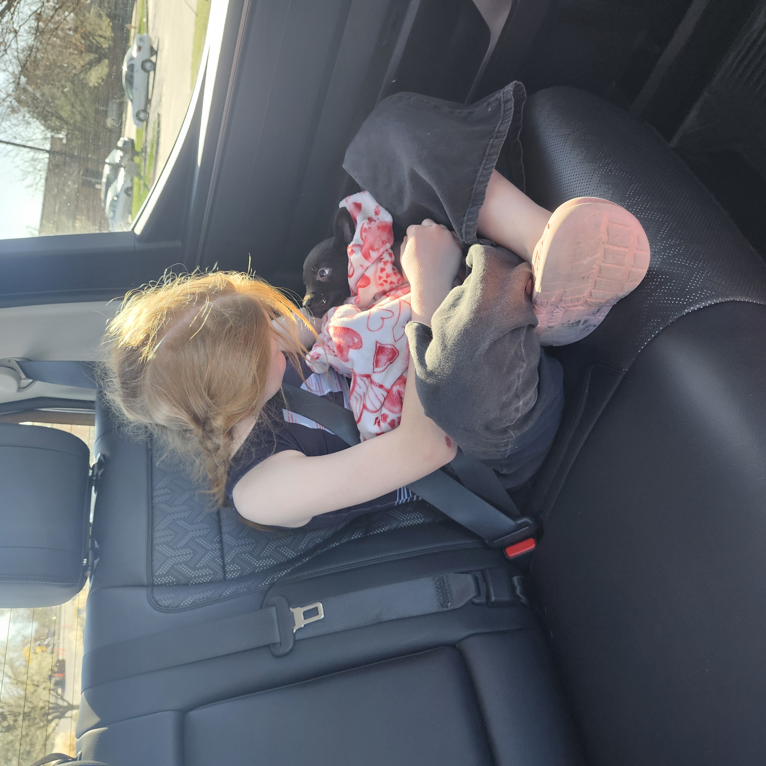 Picture of the Animal Listed