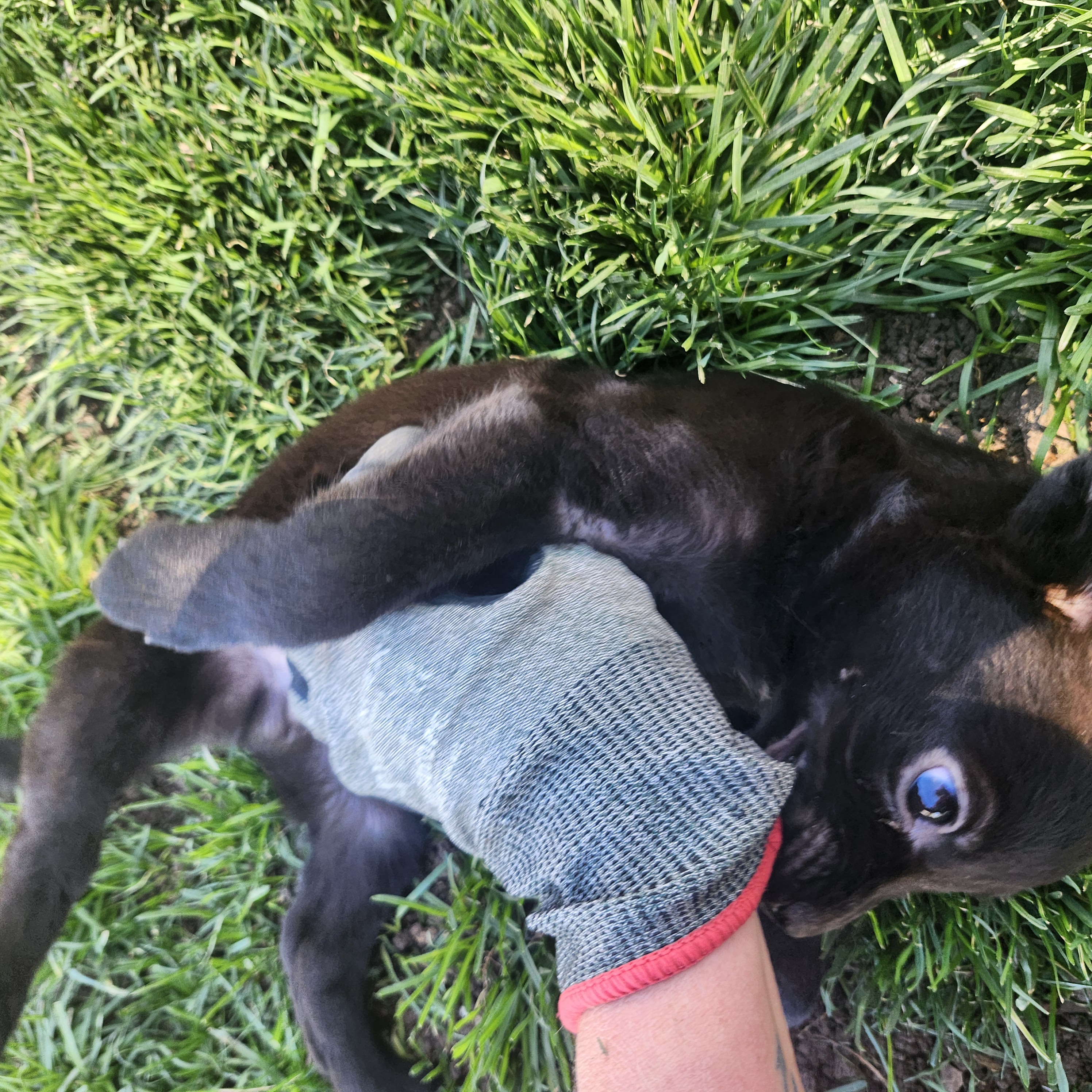 Picture of the Animal Listed