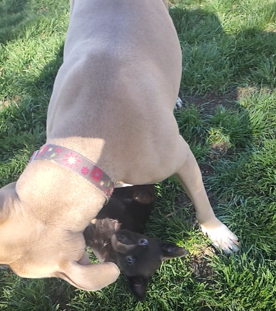 Picture of the Animal Listed