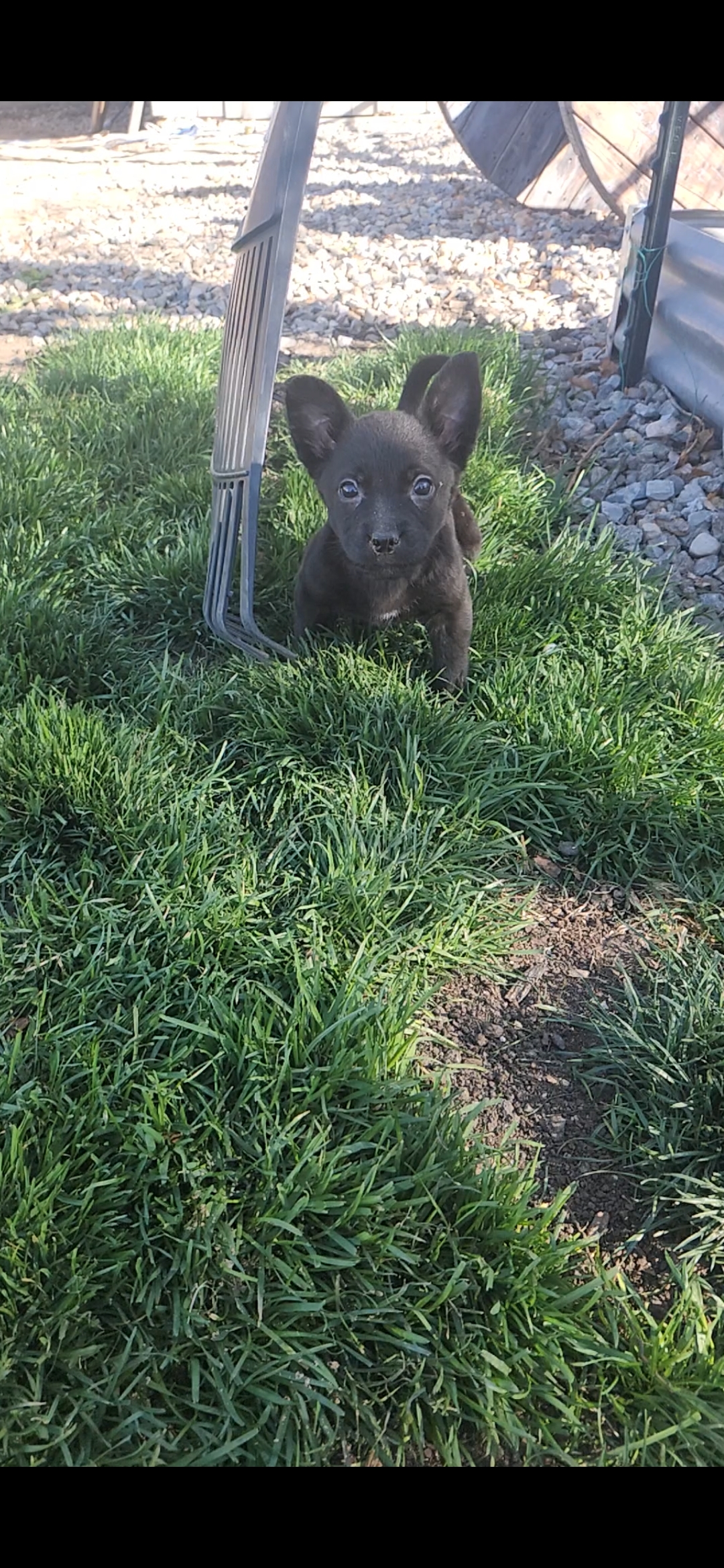 Picture of the Animal Listed