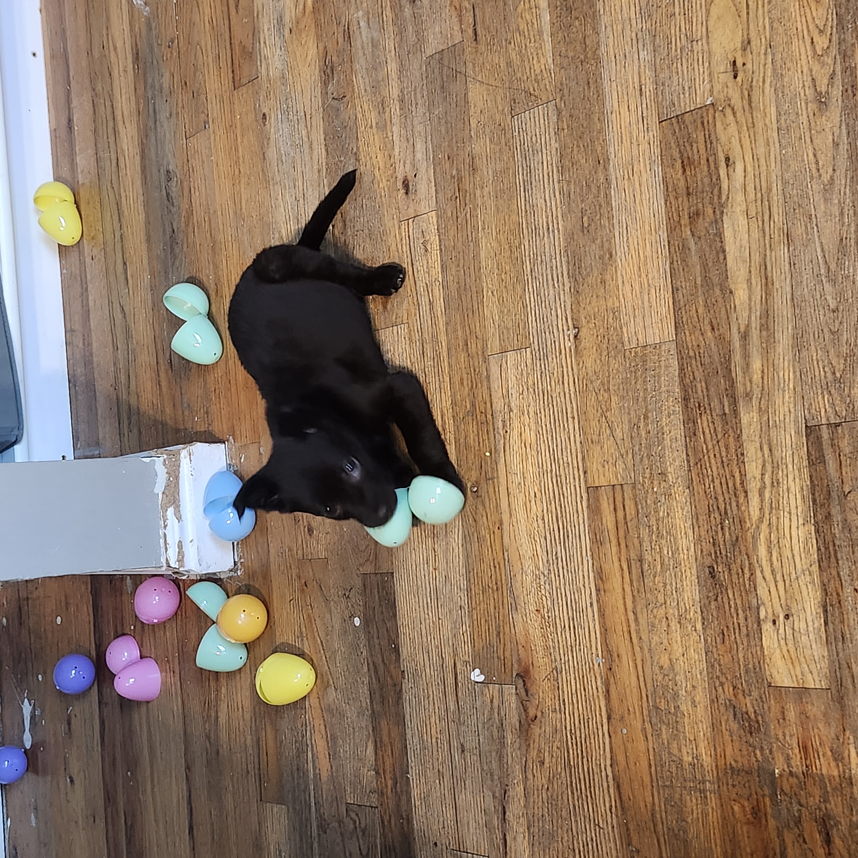 Picture of the Animal Listed