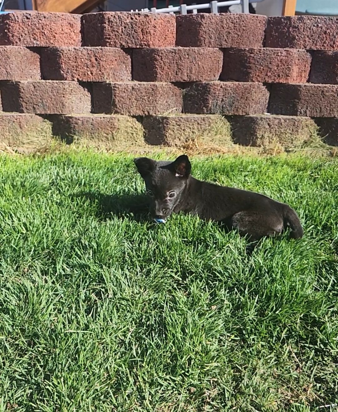 Picture of the Animal Listed