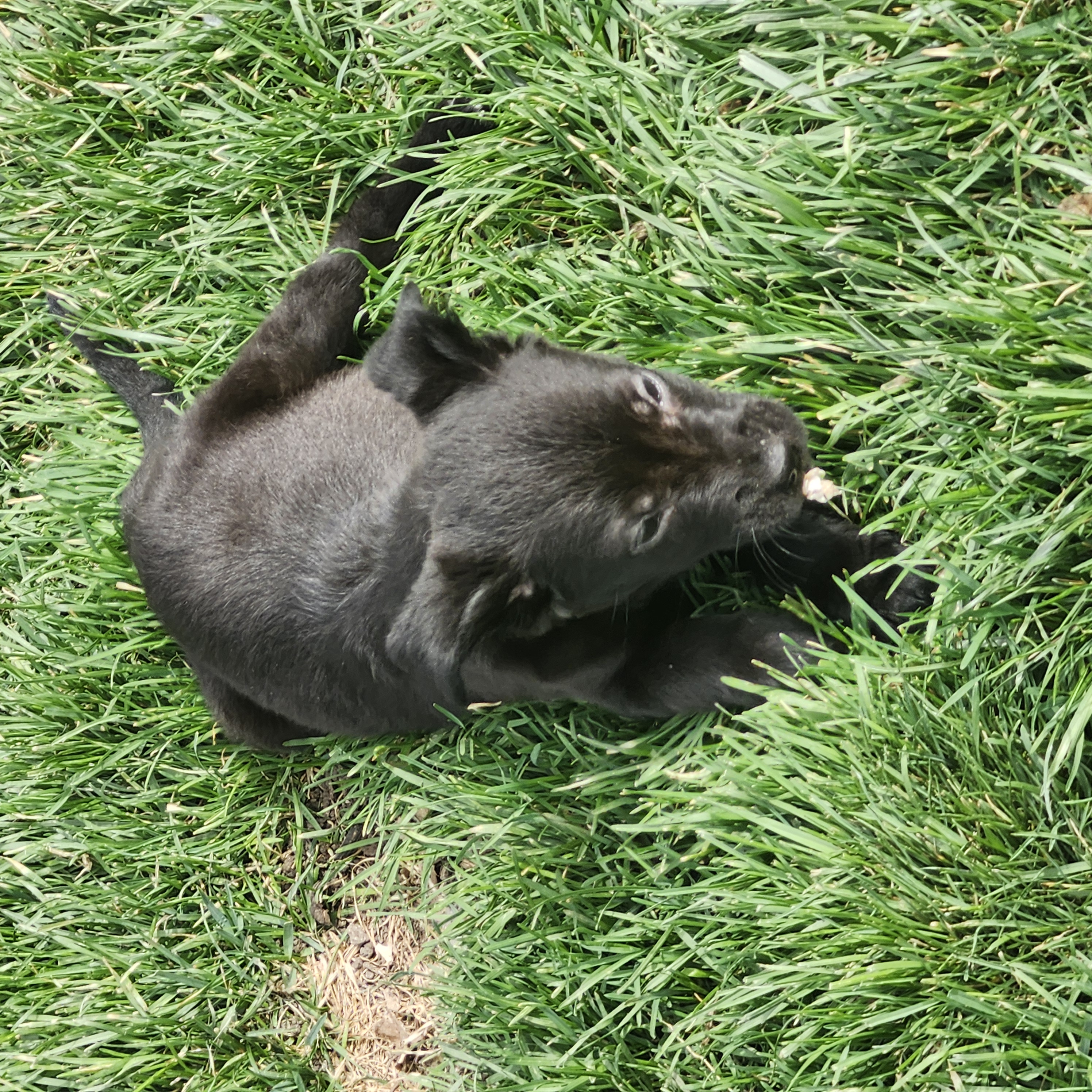 Picture of the Animal Listed