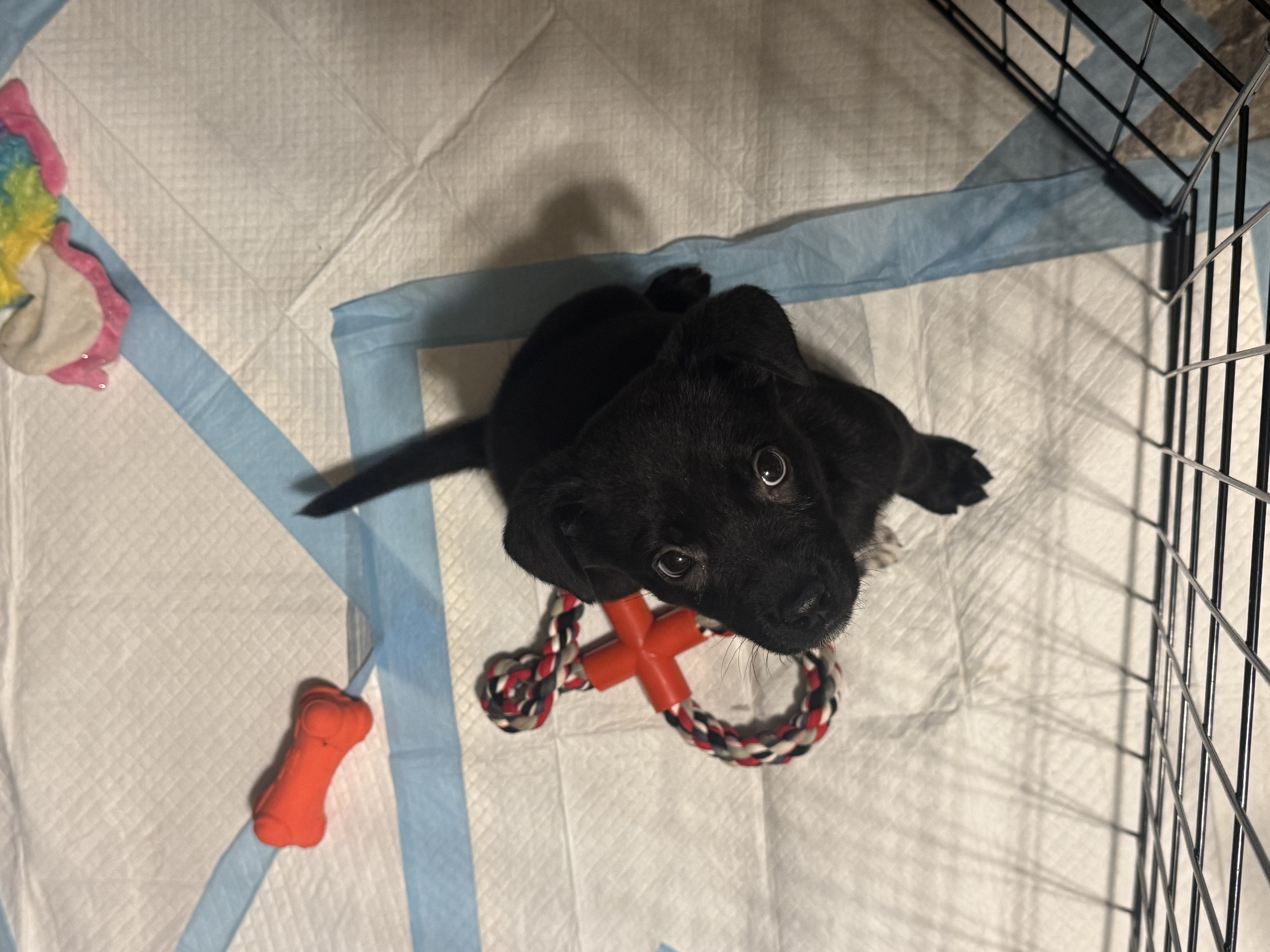 Picture of the Animal Listed