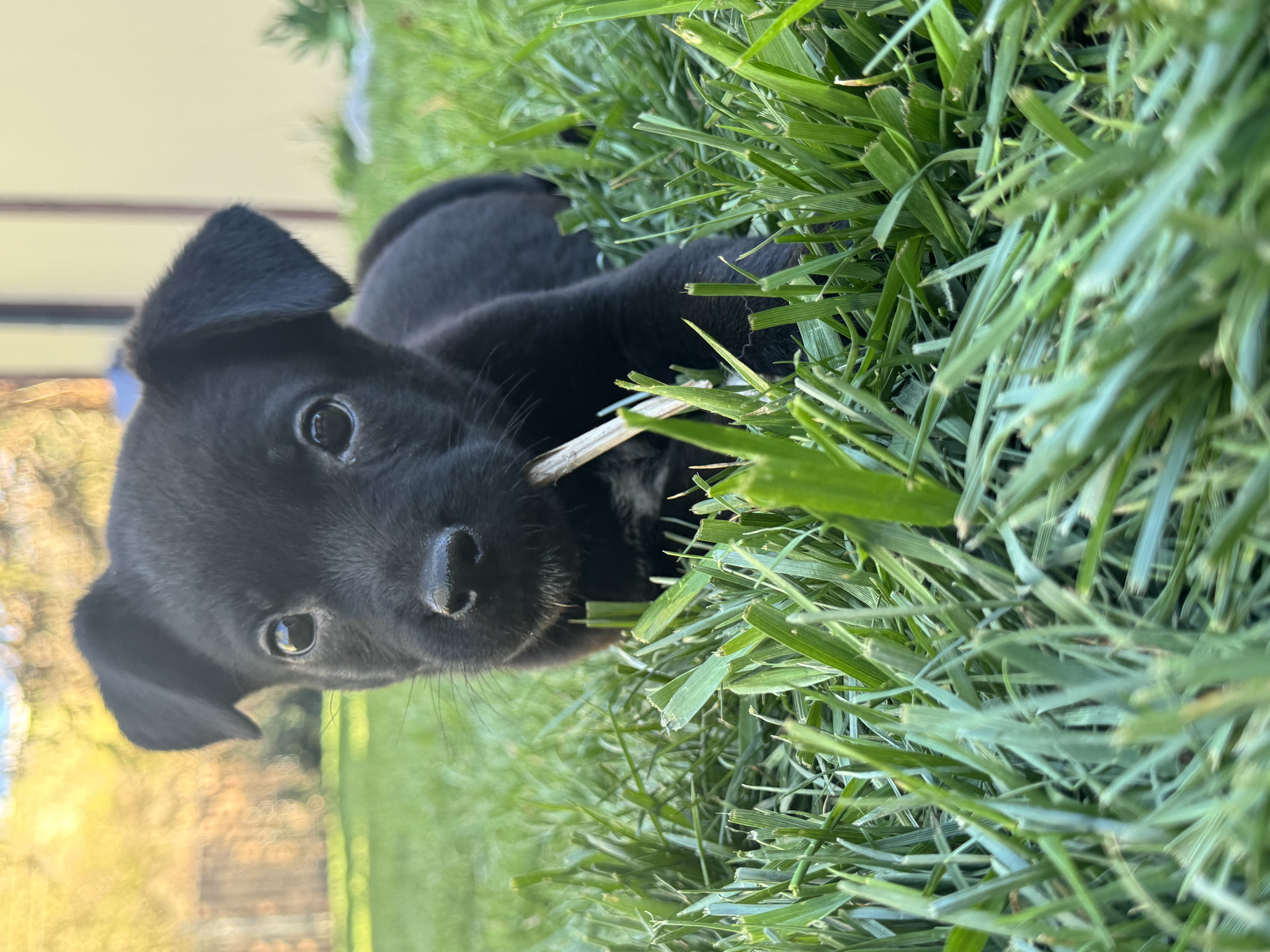 Picture of the Animal Listed