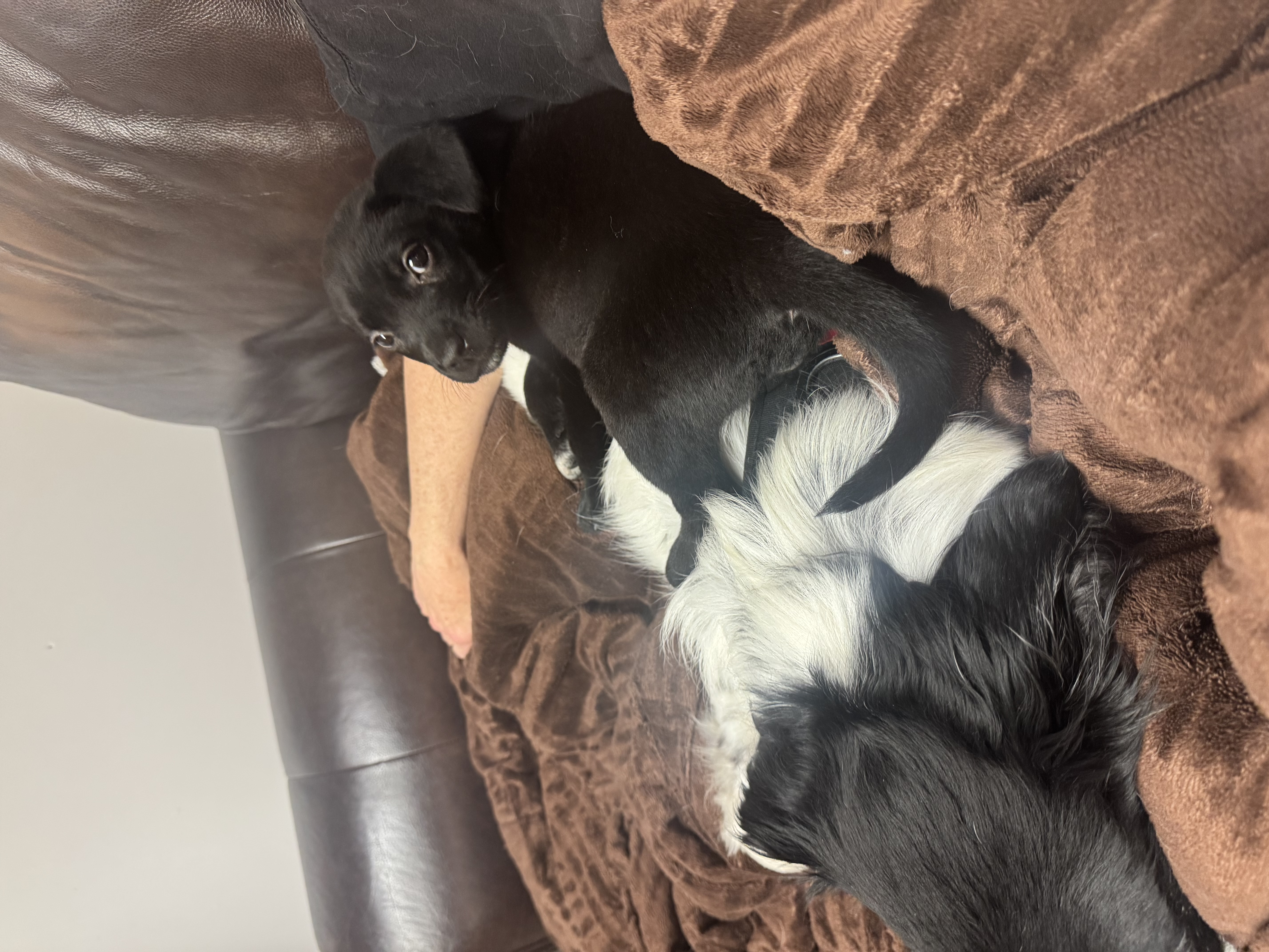 Picture of the Animal Listed