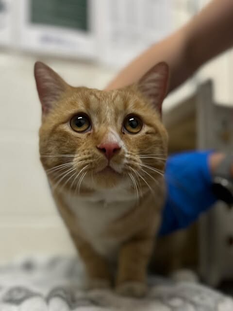 Picture of the Animal Listed