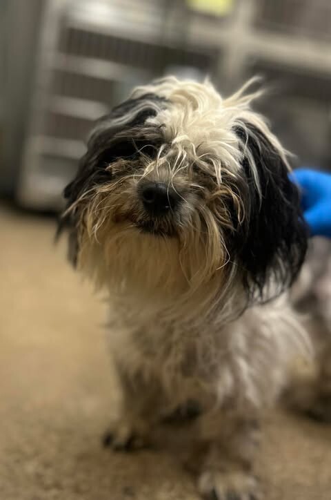 Picture of the Animal Listed