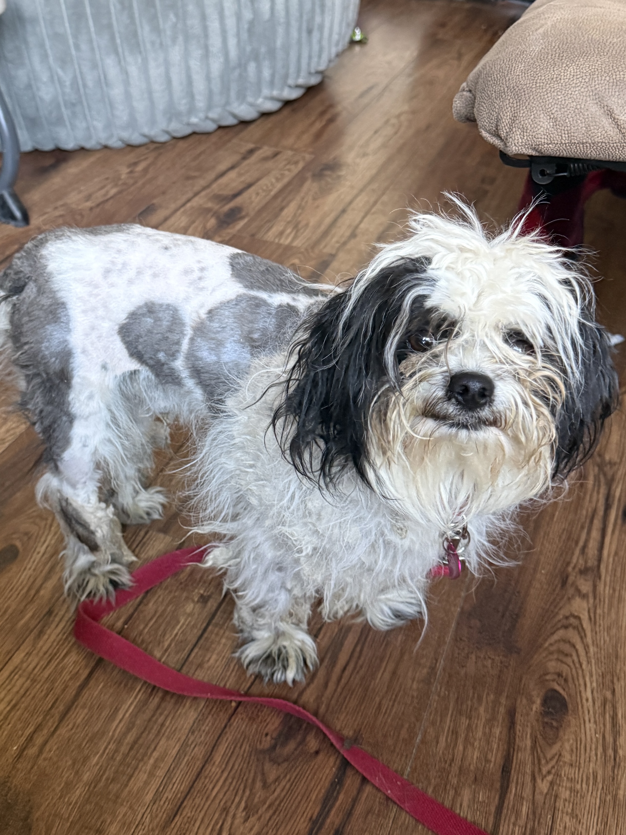 Picture of the Animal Listed