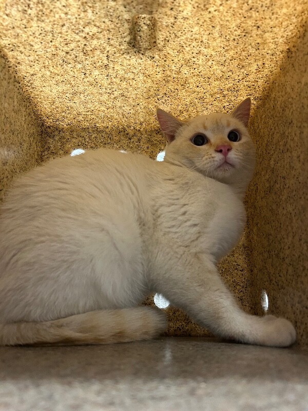 Picture of the Animal Listed