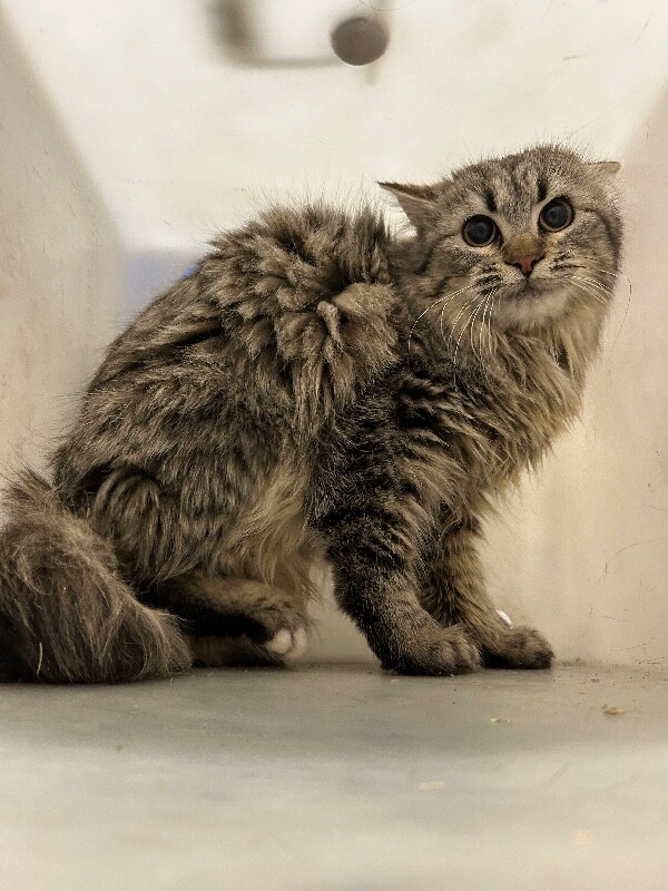 Picture of the Animal Listed