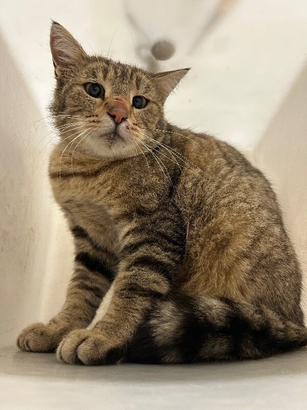 Picture of the Animal Listed