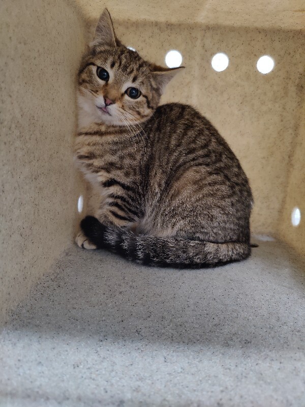 Picture of the Animal Listed