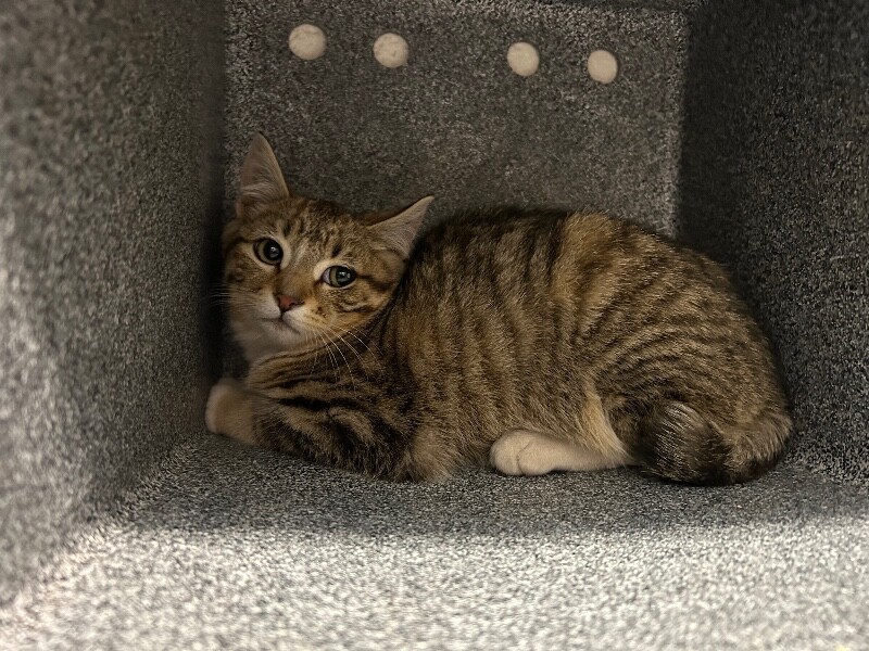 Picture of the Animal Listed