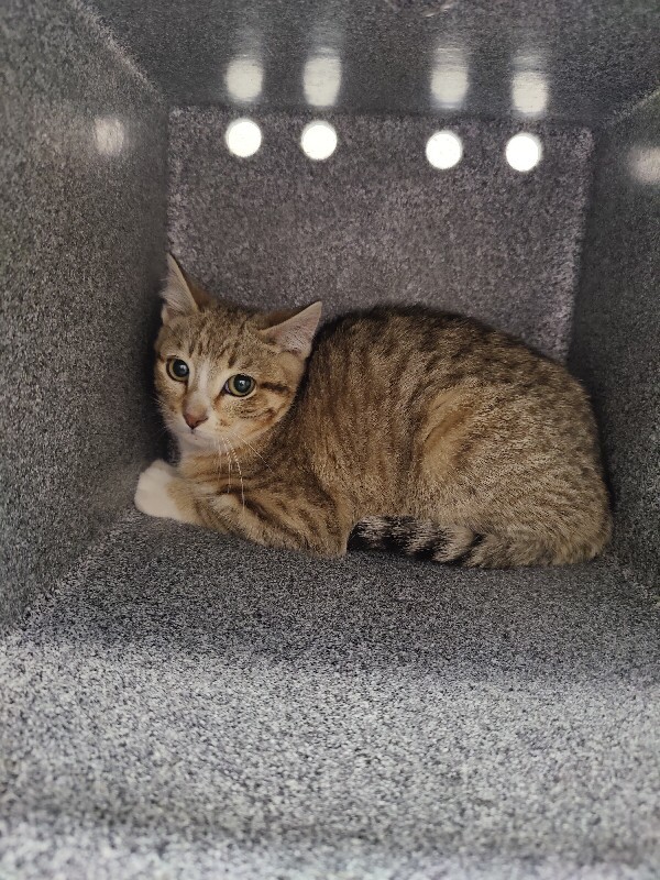 Picture of the Animal Listed