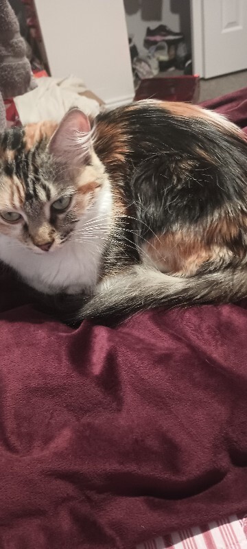 Picture of the Animal Listed