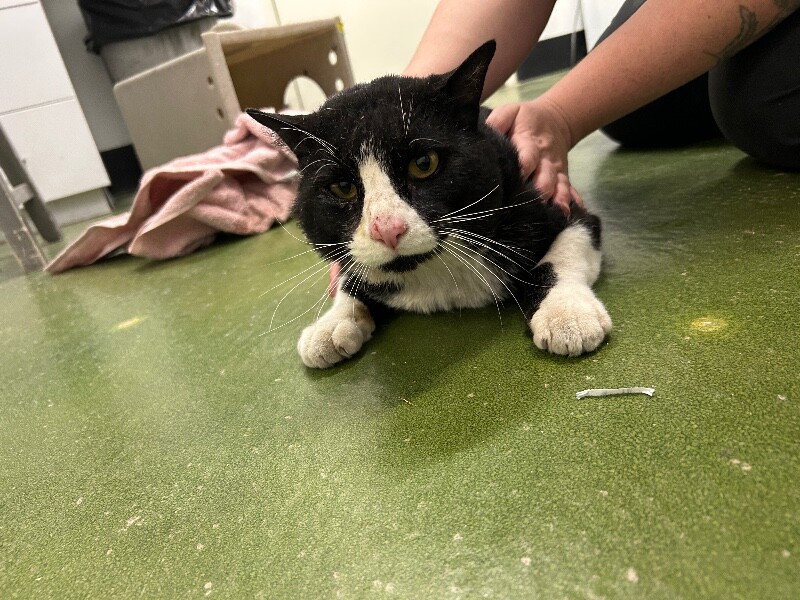 Picture of the Animal Listed