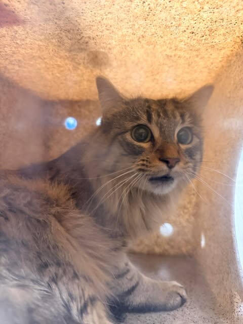 Picture of the Animal Listed