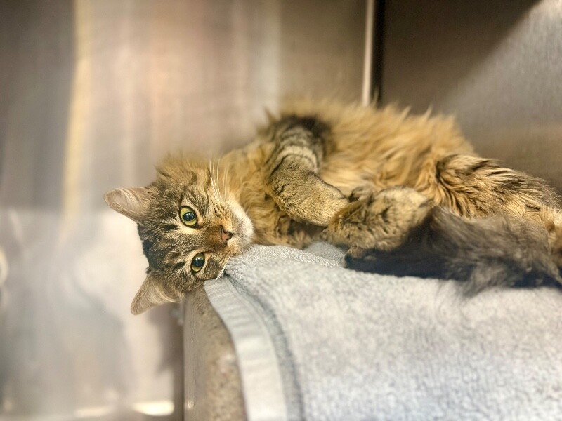 Picture of the Animal Listed