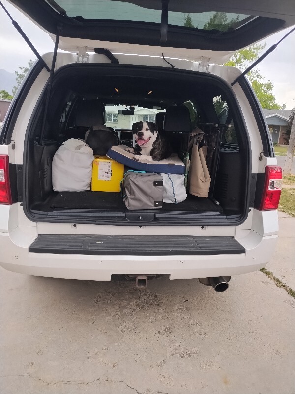 Picture of the Animal Listed