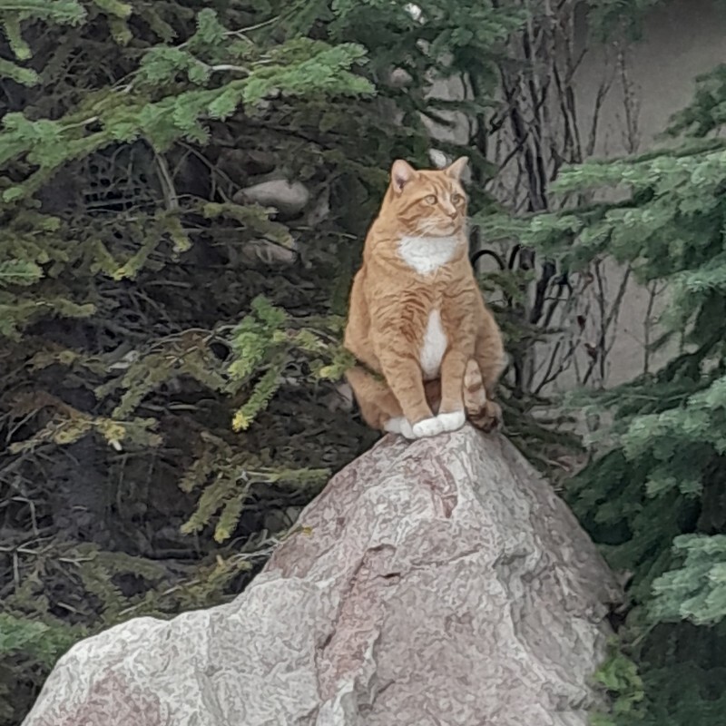 Picture of the Animal Listed