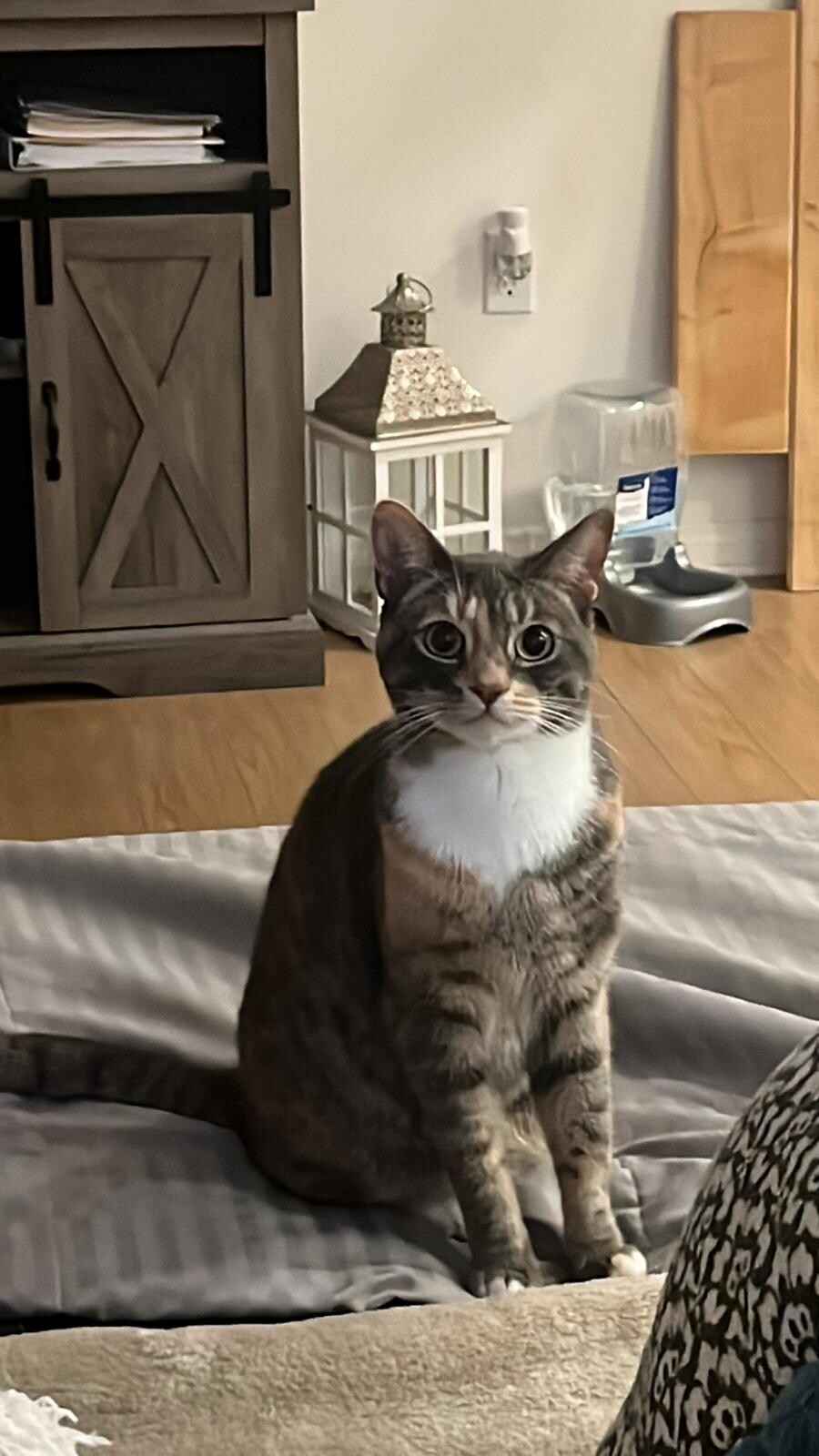 Picture of the Animal Listed