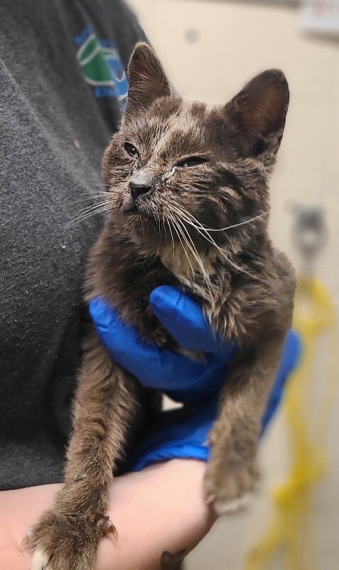 Picture of the Animal Listed