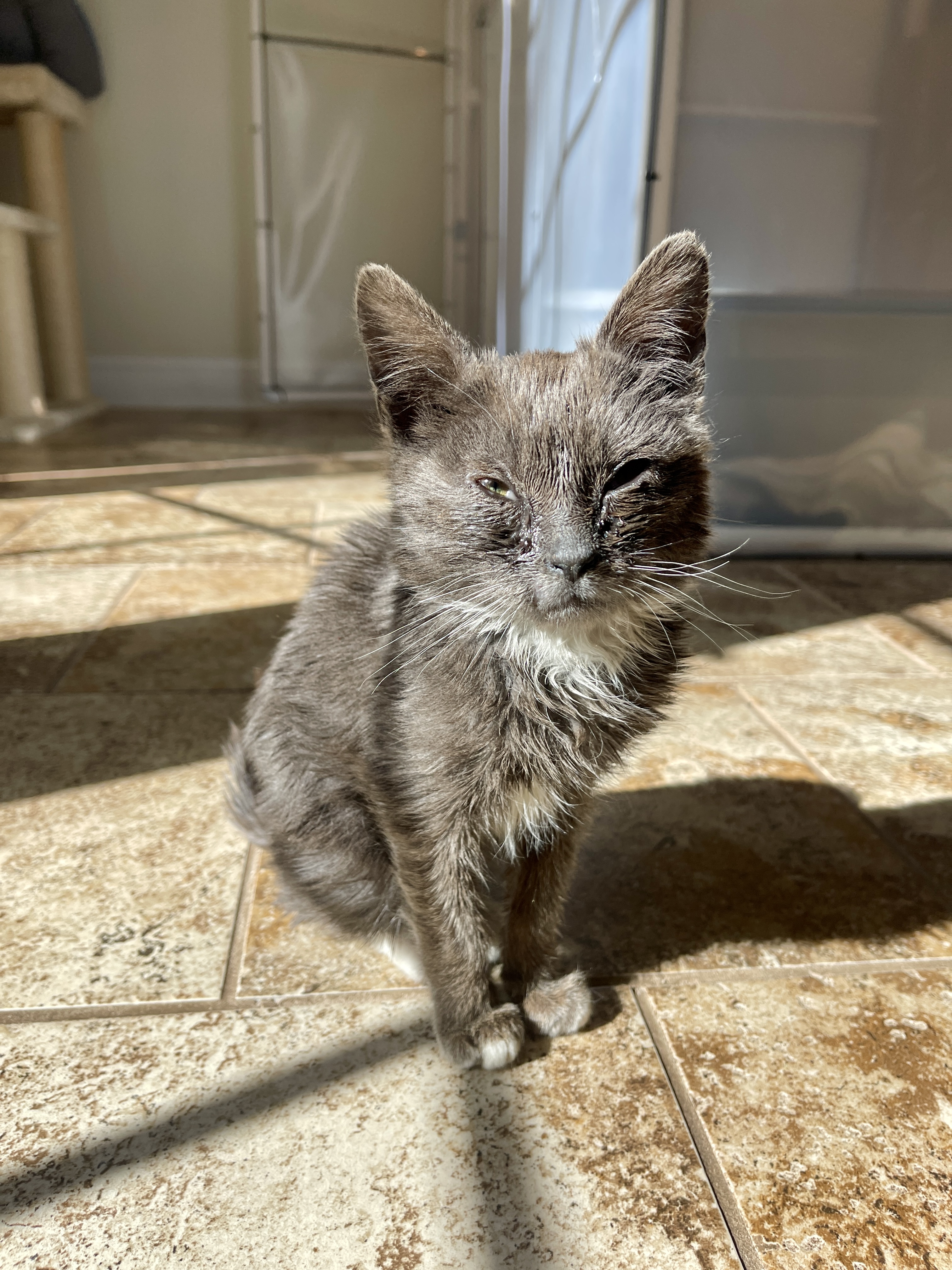 Picture of the Animal Listed