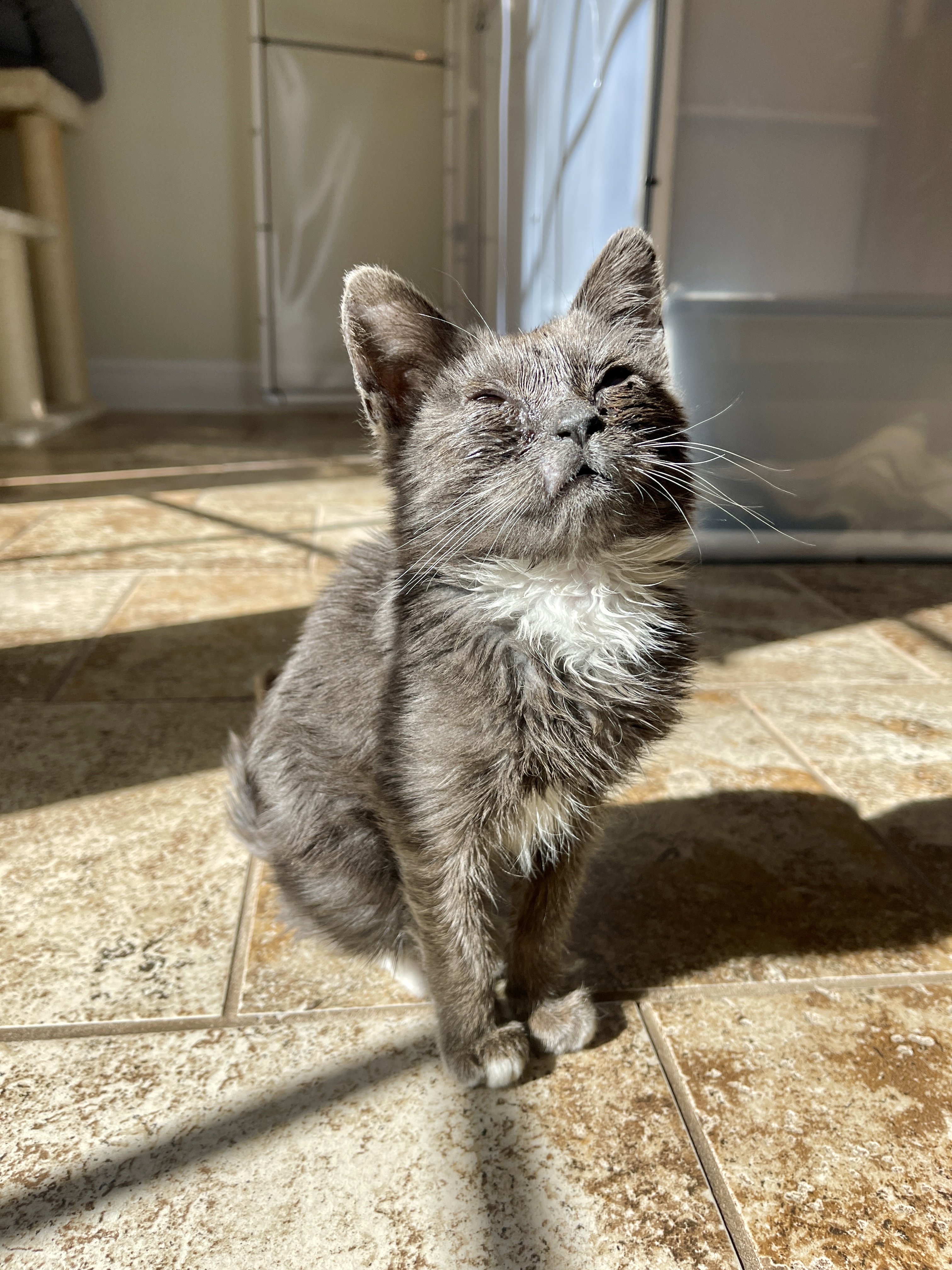 Picture of the Animal Listed