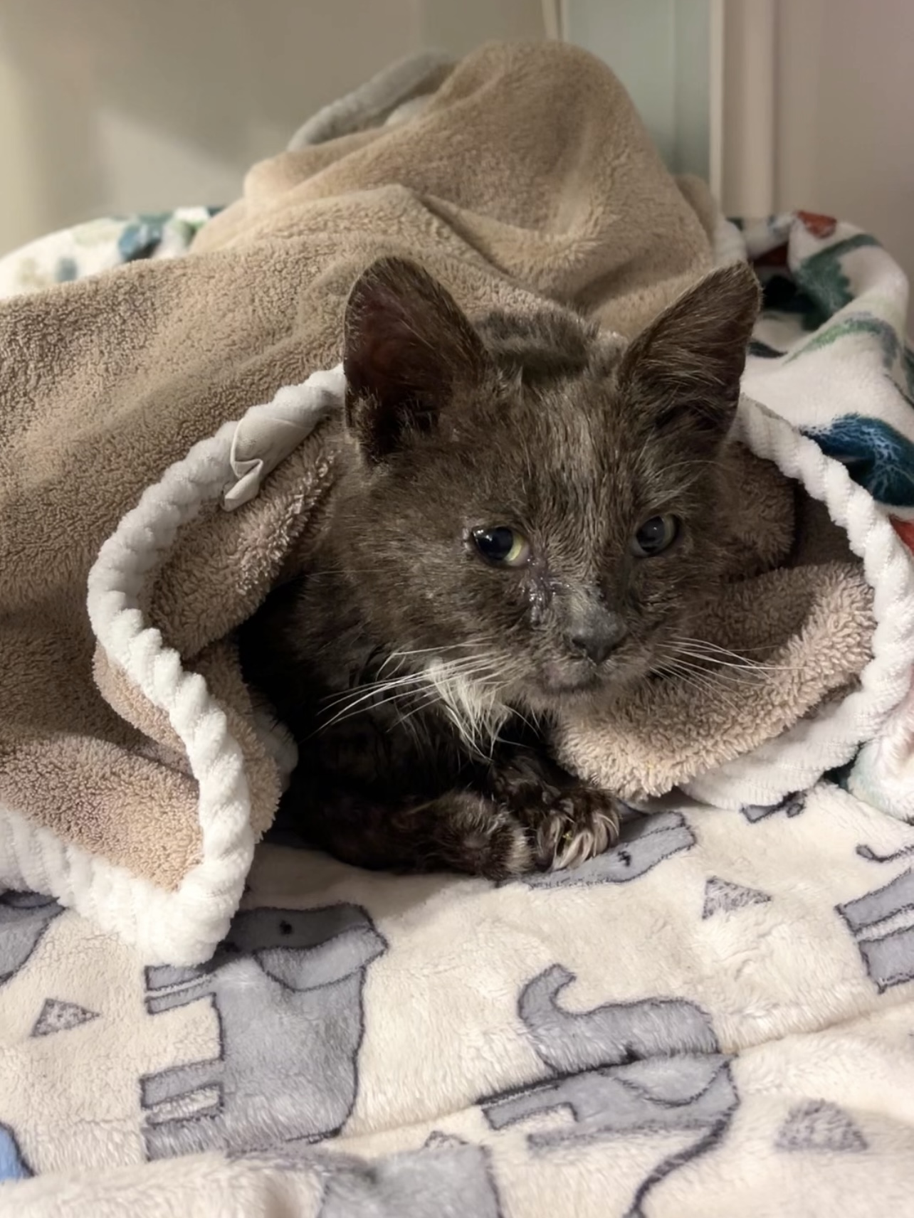 Picture of the Animal Listed