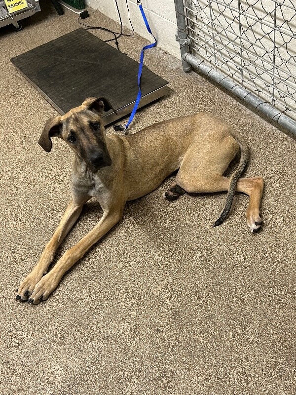 Picture of the Animal Listed