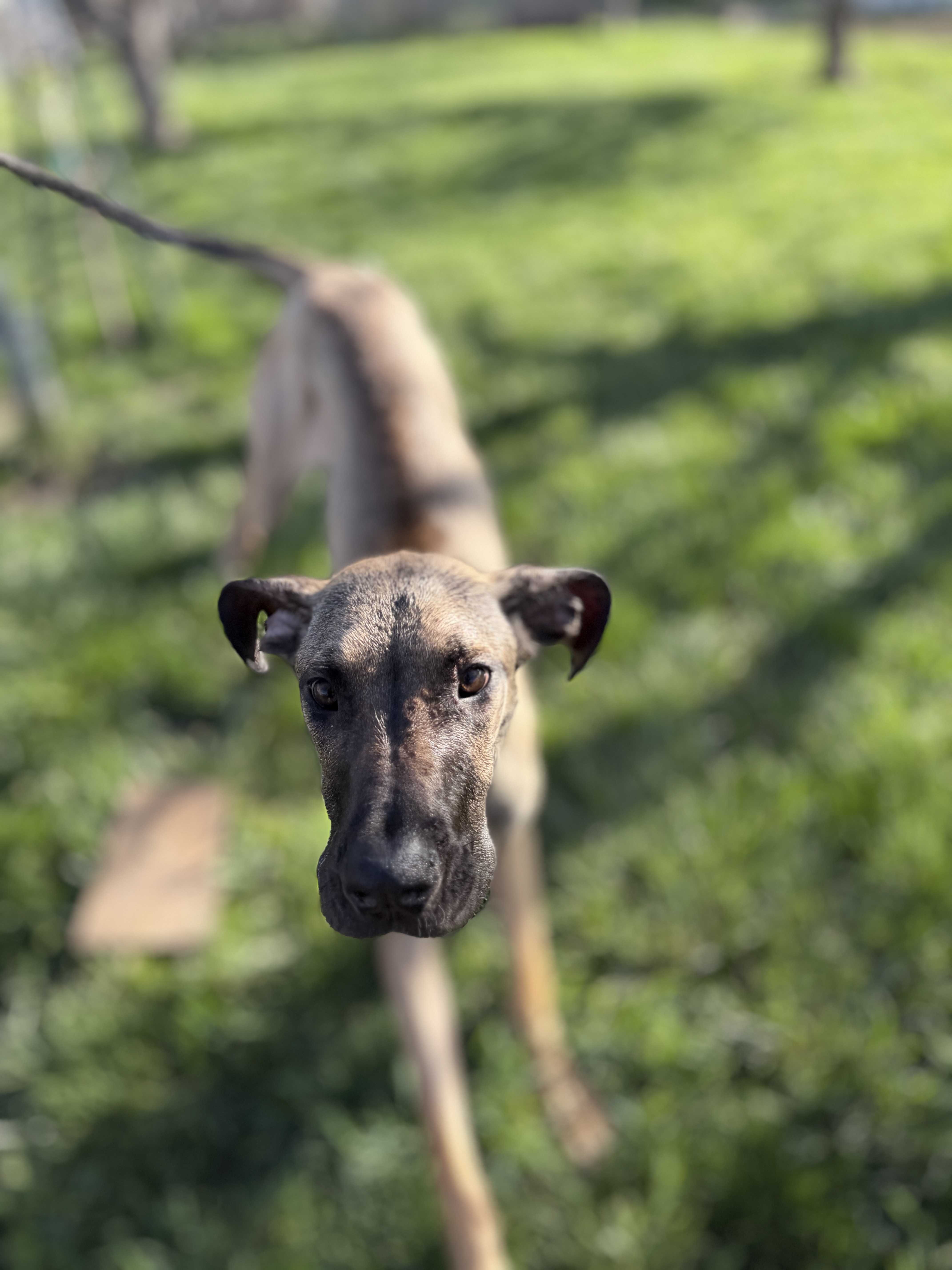 Picture of the Animal Listed