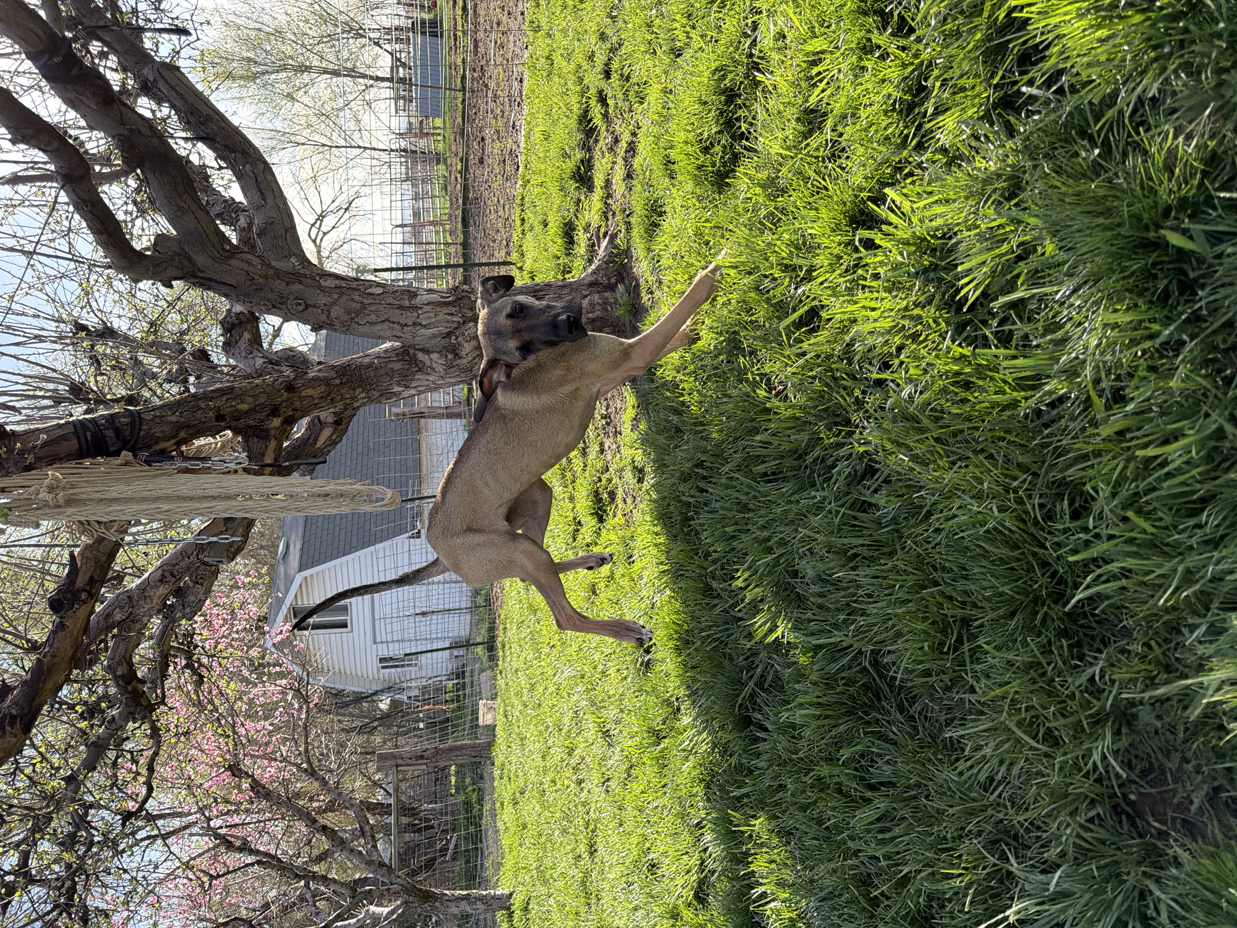 Picture of the Animal Listed