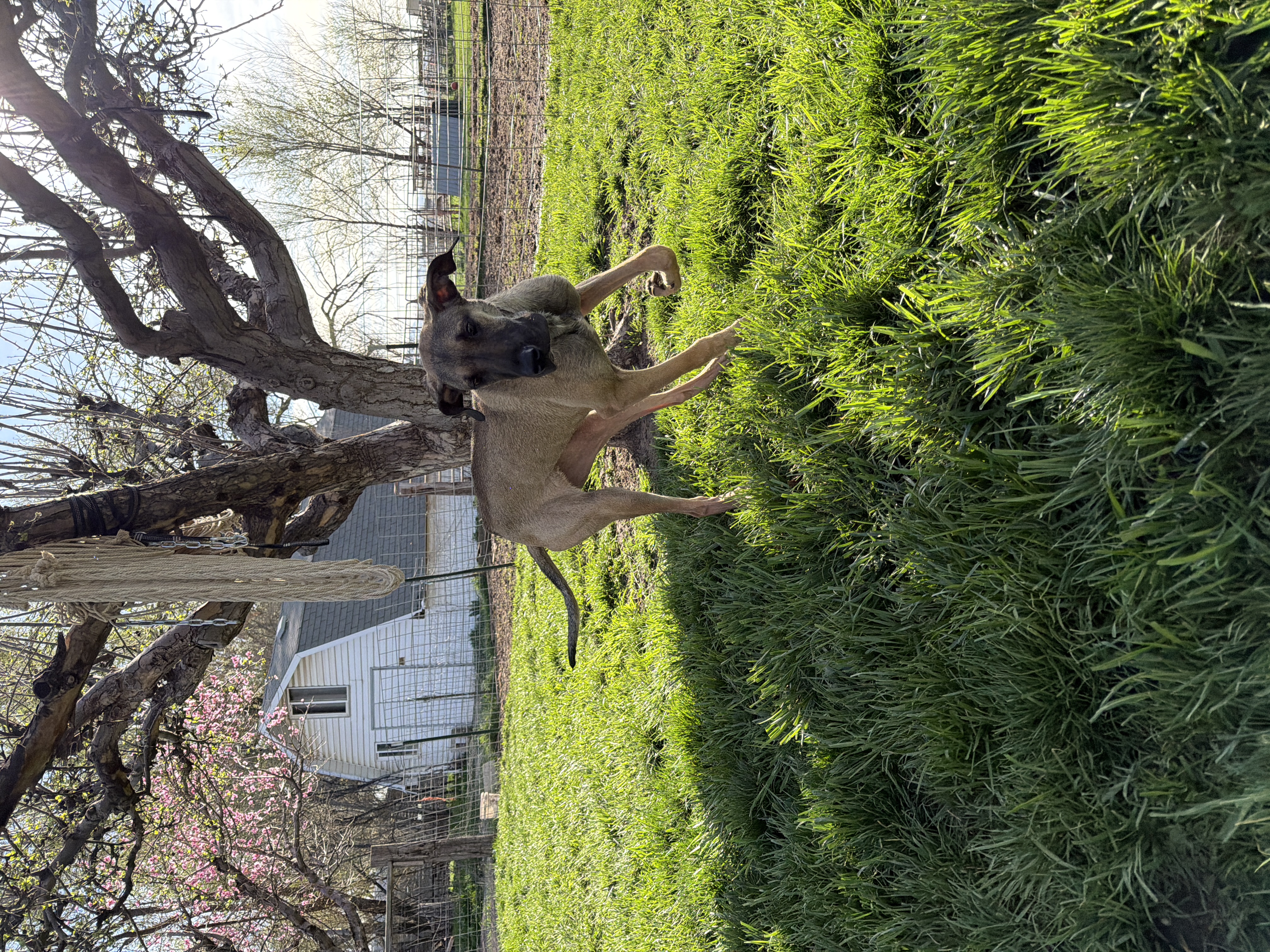 Picture of the Animal Listed