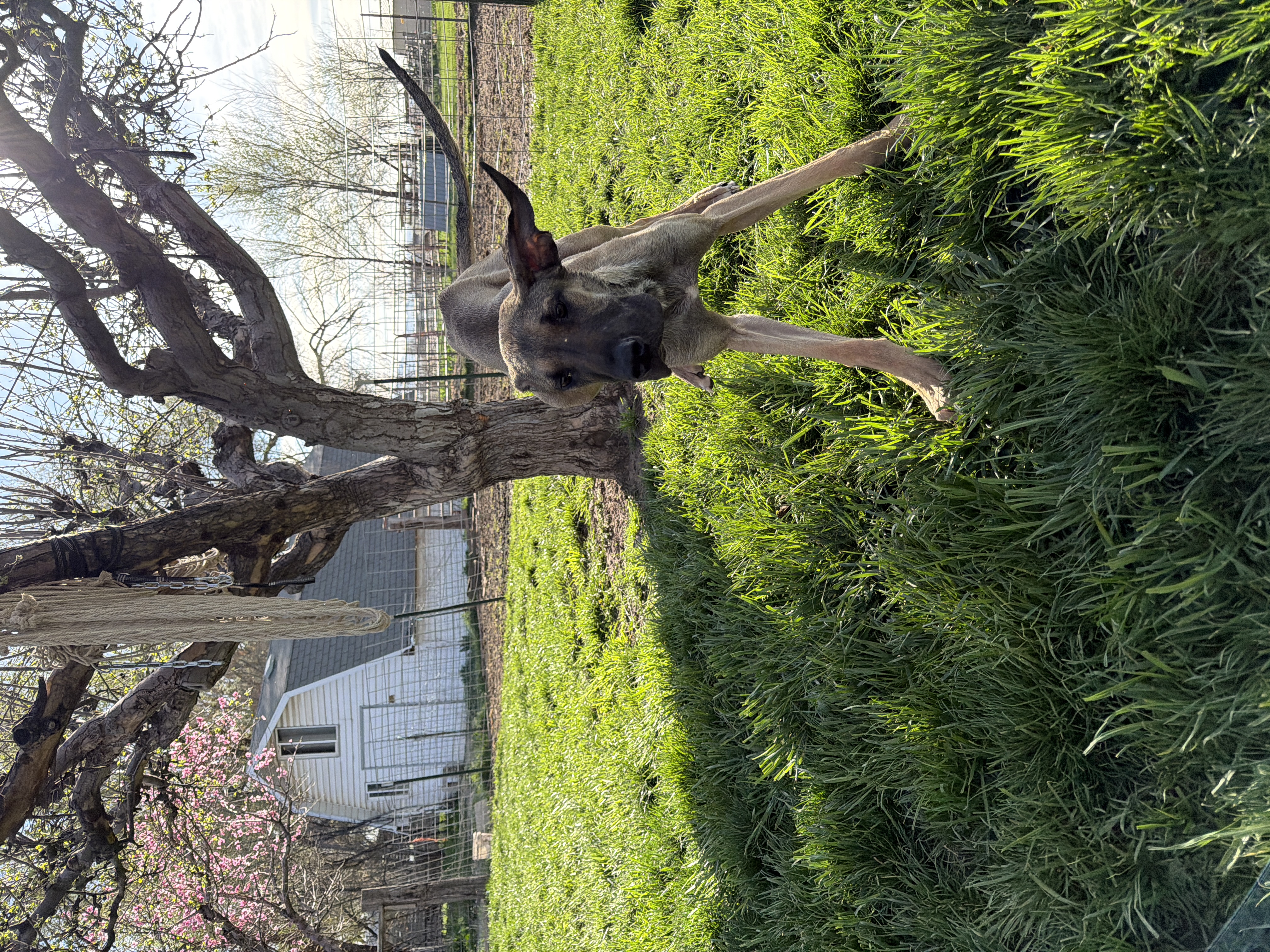 Picture of the Animal Listed