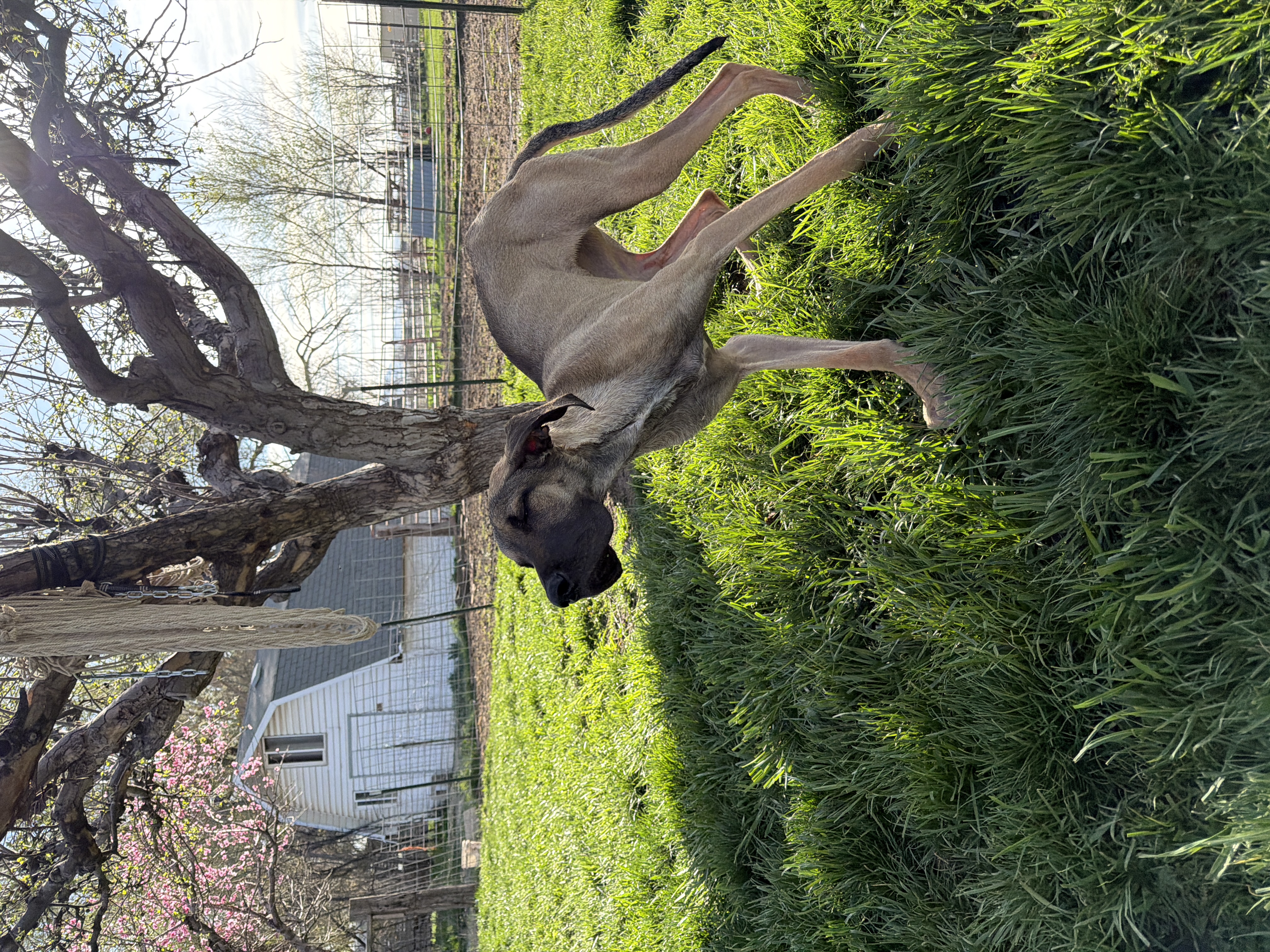 Picture of the Animal Listed