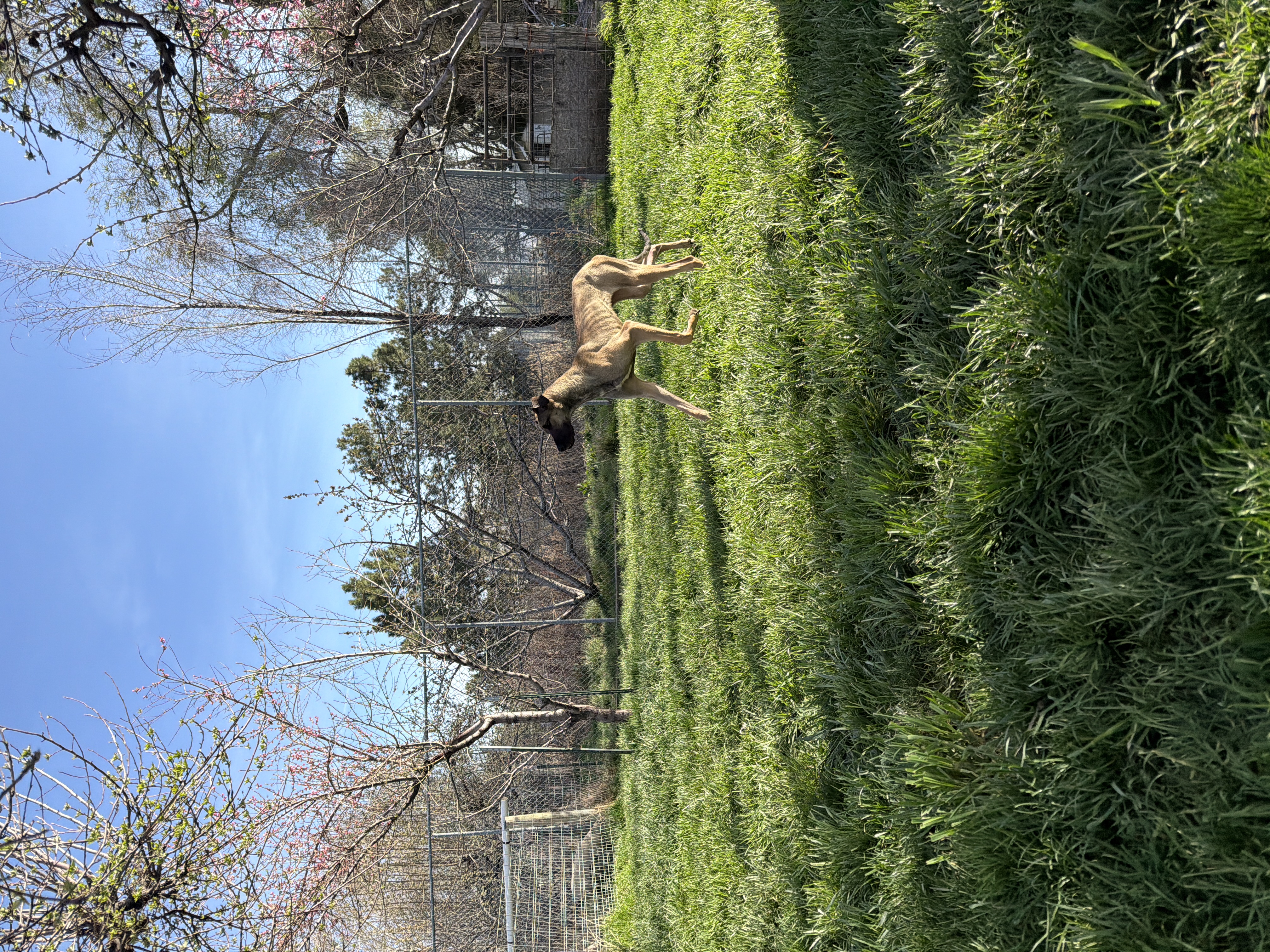 Picture of the Animal Listed