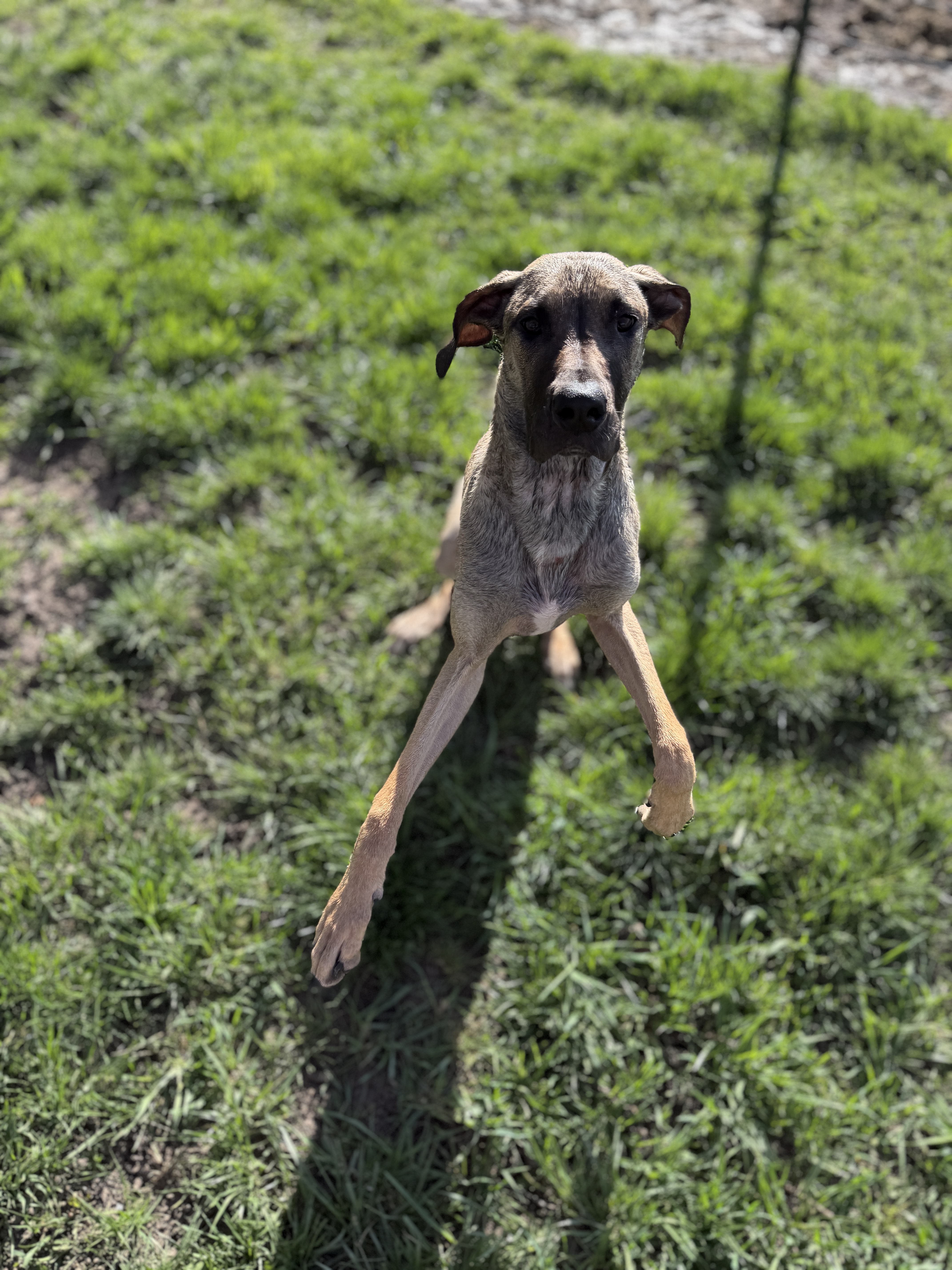 Picture of the Animal Listed